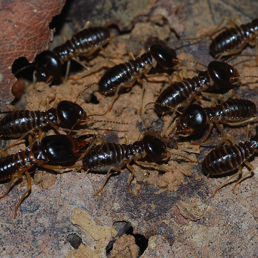 More termites
